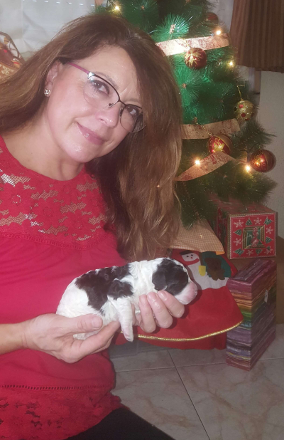 Sonia con los cachorros nacidos en navidad. Perro de agua Español