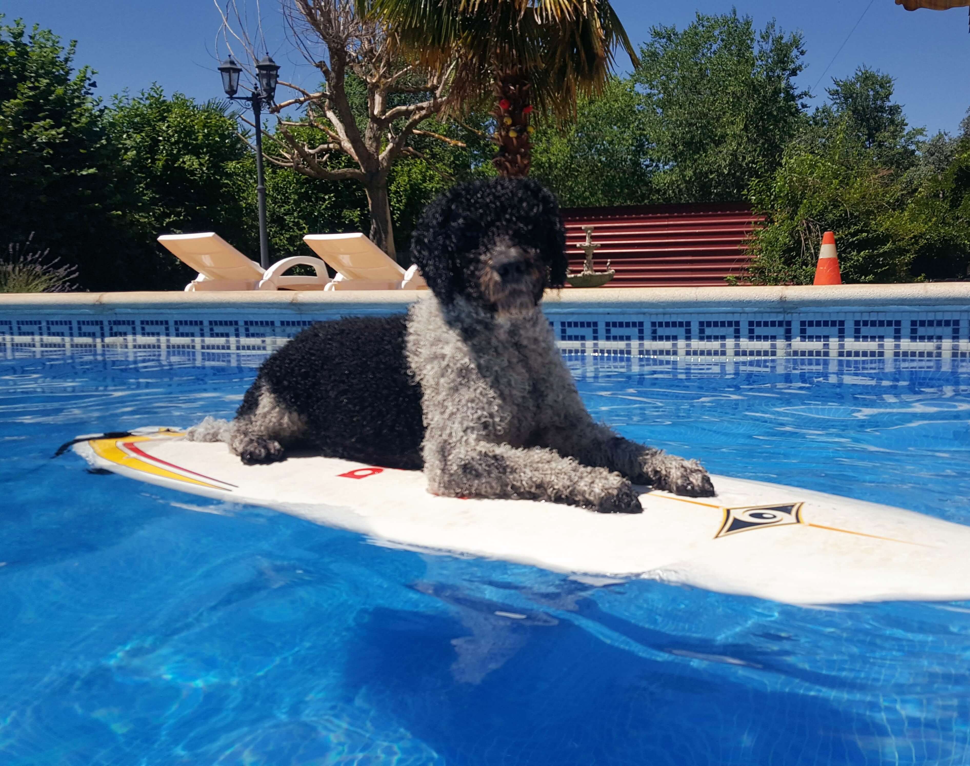 Perro de agua español en tabla de surft